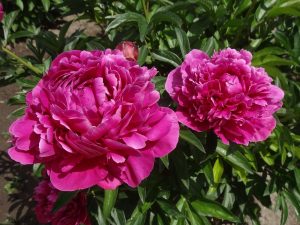 Paeonia lactiflora 'Karl Rosenfield'