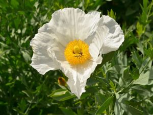 Paeonia lactiflora 'Krinkled White'