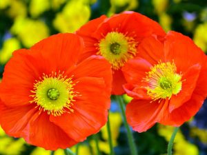 Papaver Champagne Bubbles Citrus Mix