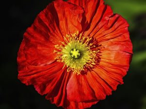 Papaver 'Spring Fever Mix'