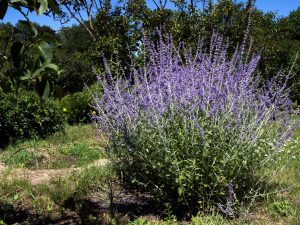 Perovskia atriplicifolia 'Little Spire'