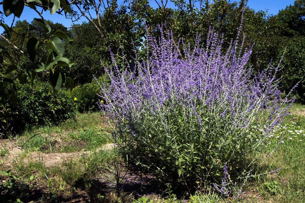 Perovskia atriplicifolia 'Little Spire'