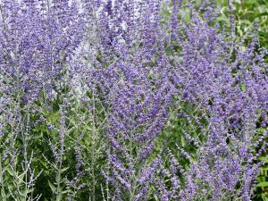 Perovskia atriplicifolia 'Rocketman'