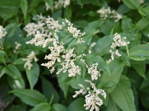 Persicaria polymorpha