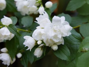 Philadelphus 'Miniature Snowflake'