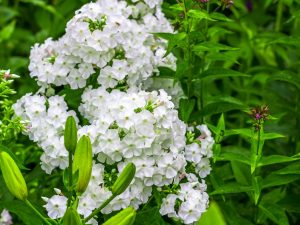 Phlox paniculata 'Minnie Pearl'