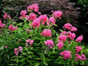 Phlox paniculata 'Purple Flame'