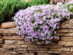 Phlox subulata