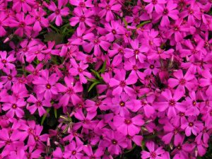 Phlox subulata 'Eye Shadow'