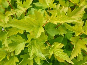 Physocarpus opulifolius 'Angel Gold'