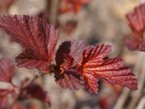 Physocarpus opulifolius 'Ginger Wine'