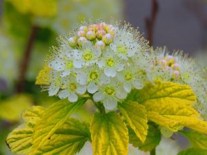 Physocarpus opulifolius 'Lemon Candy'