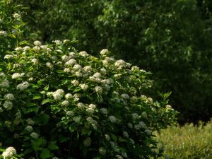 Physocarpus opulifolius 'Nanus'