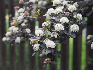 Physocarpus op. 'Summer Wine Black'
