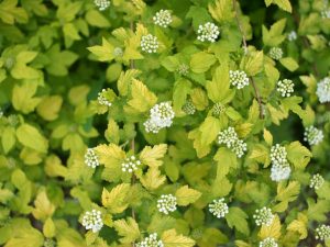Physocarpus opulifolius 'Tiny Wine Gold'