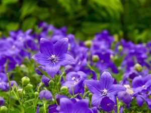 Platycodon grandiflorus 'Astra Blue'