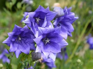 Platycodon grandiflorus 'Astra Double Blue'