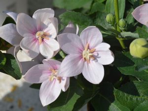 Platycodon grandiflorus 'Astra Pink'