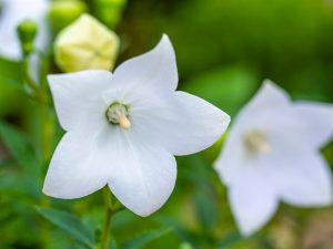 Platycodon grandiflorus 'Astra White'