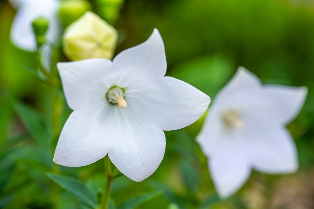 PLATYCODON Grandiflorus "Codo Rose" - Fleurir Son Jardin