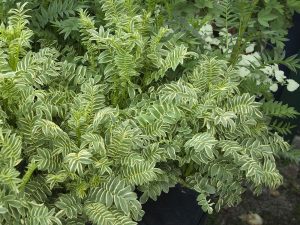 Polemonium caeruleum 'Brise d'Anjou'