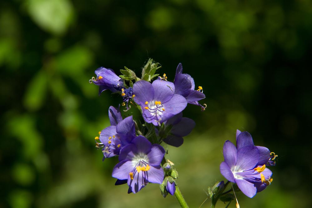 Polemonium reptans 'Stairway to Heaven'