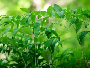 Polygonatum x hybridum 'Variegatum'