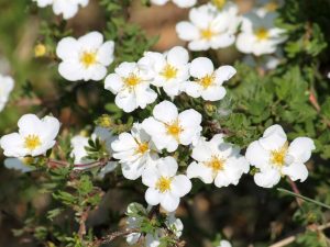 Potentilla fruticosa 'Happy Face White'