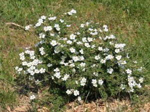 Potentilla fruticosa 'Abbotswood'