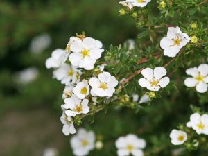 Potentilla fruticosa 'Bella Bianca'