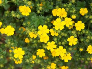 Potentilla fruticosa 'Goldfinger'
