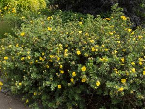 Potentilla fruticosa 'Goldstar'