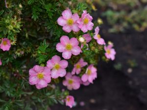 Potentilla fruticosa 'Happy Face Hearts'