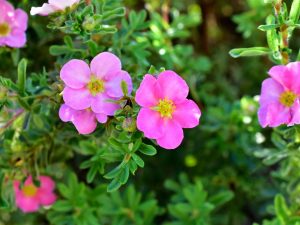 Potentilla f. 'Happy Face Pink Paradise'