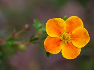 Potentilla fruticosa 'Mango Tango'