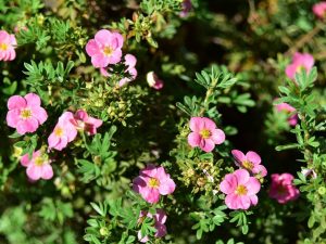 Potentilla fruticosa 'Pink Beauty'