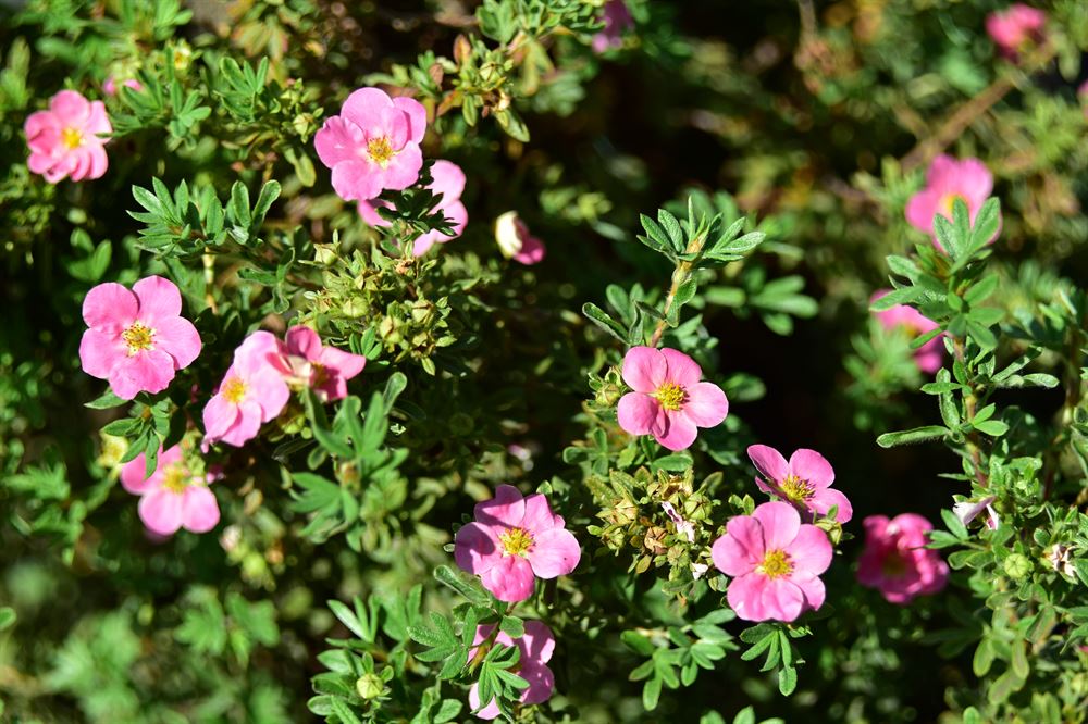 Potentilla fruticosa 'Pink Beauty'