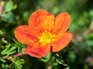 Potentilla fruticosa 'Marian Red Robin'