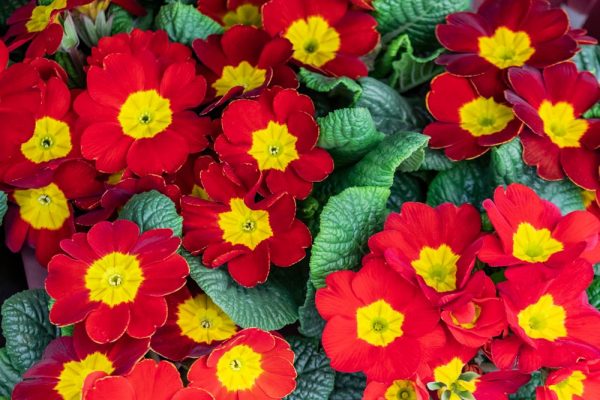 Primula x polyantha ‘Pacific Giant’ (Rouge) – Centre de Jardin Barbe