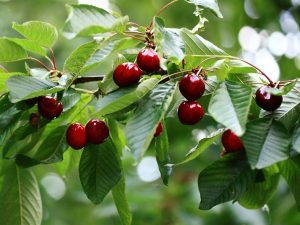 Prunus 'Crimson Passion'