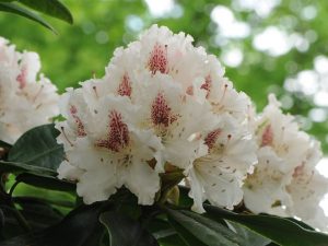 Rhododendron 'Peter Tigerstedt'