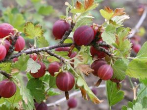 Ribes uva-crispa 'Hinnomaki Red'
