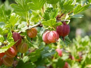 Ribes uva-crispa 'Little Ben'