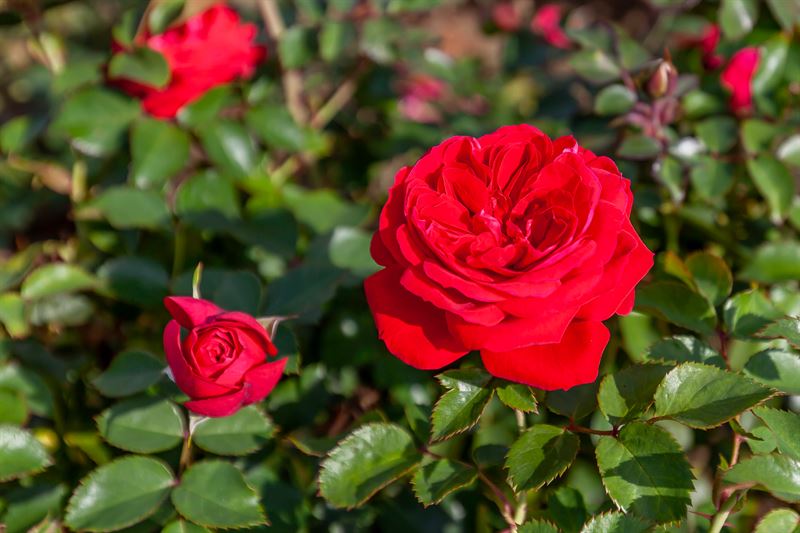 Rosa 'Bouclier canadien'