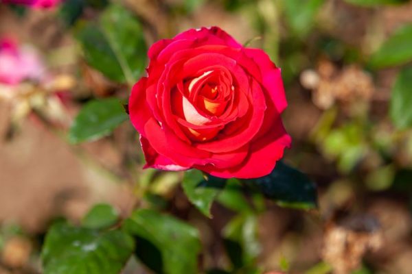 Rose Canady Rosa ‘Canadian Sunset’ – Centre de Jardin Barbe