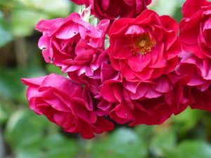 Rosa 'Fire Meidiland'