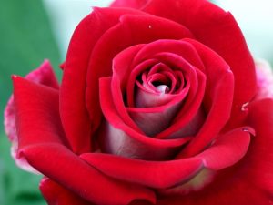 Rosa 'Mister Lincoln'