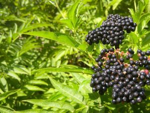 Sambucus canadensis 'Nova'