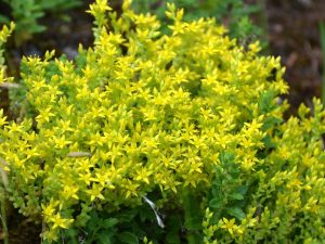 Sedum acre
