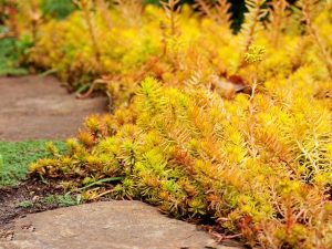 Sedum reflexum 'Angelina'